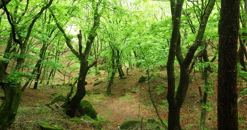 登山口付近は気持ちの良い登山道