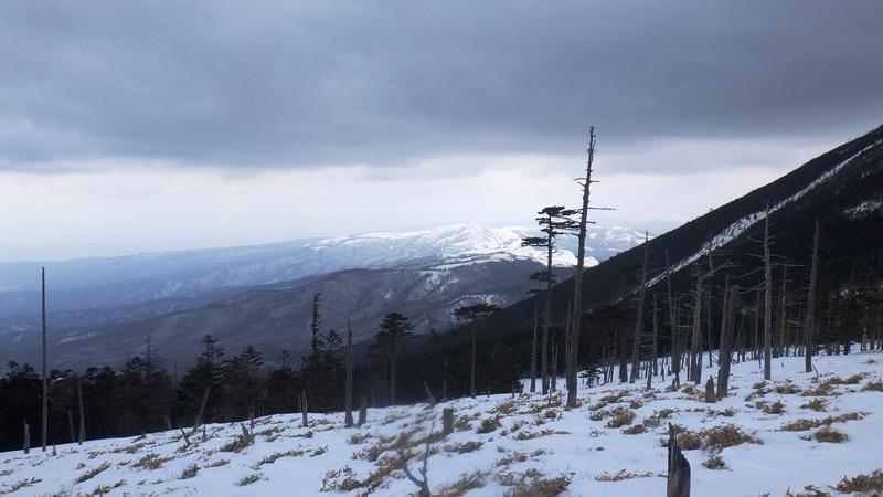 縞枯れ山から