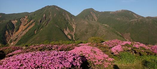 ミヤマキリシマとくじゅう連山