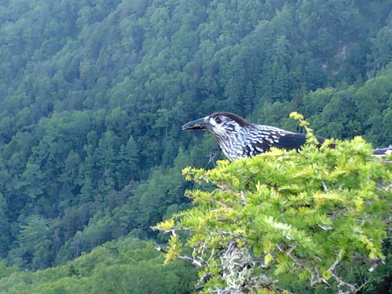 大天井への稜線で