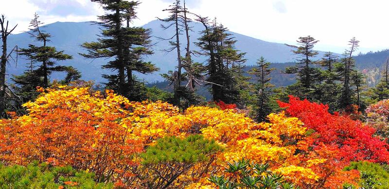 中大巓斜面の紅葉
