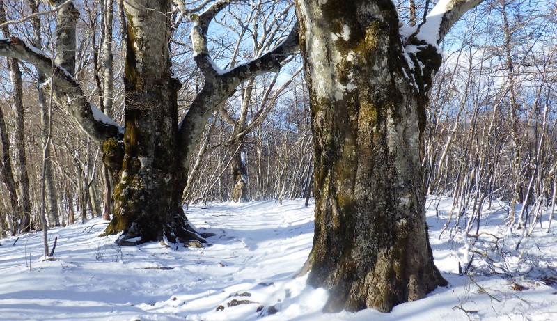 御坂山のブナ巨木