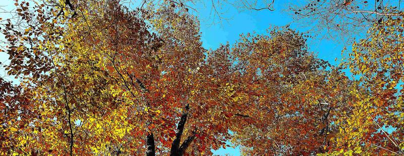 西沢渓谷の紅葉