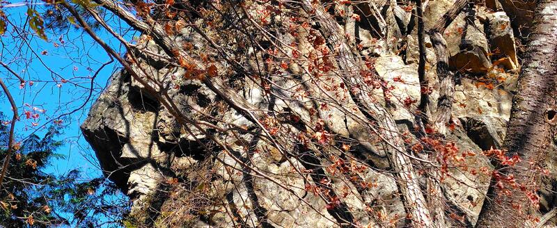 何か物悲しい猿の横顔