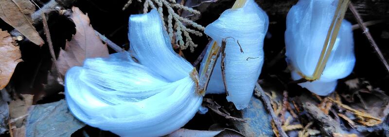 大きく成長したシモバシラ（氷花）