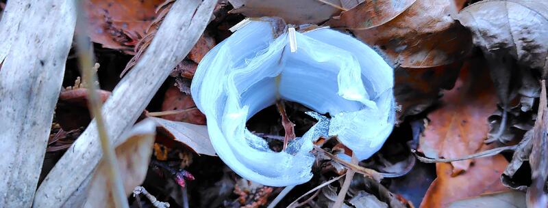 バラの花のようなシモバシラの氷花