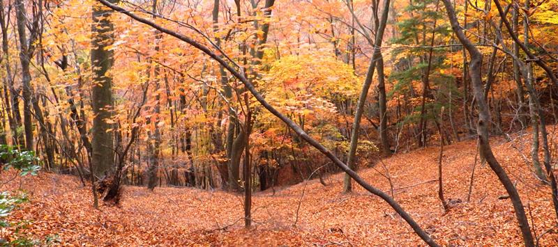 紅葉のきれいな峠道